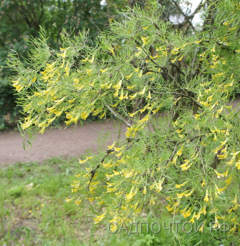 Карагана древовидная "Лорберги", Caragana arborescens "Lorbergii"